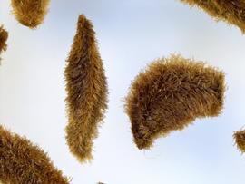  Fruits:   Blandfordia grandiflora ; Photo by K.E. Clancy, USDA APHIS PPQ, imageID.idtools.org